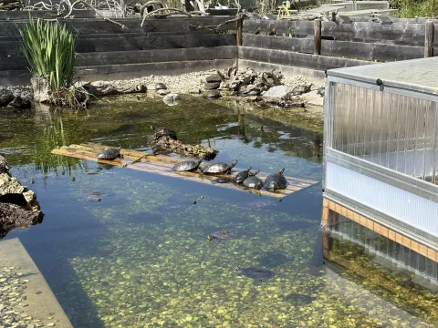 Wasserschildis