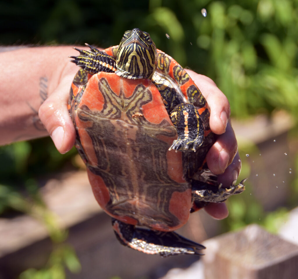 Wasserschildkröte