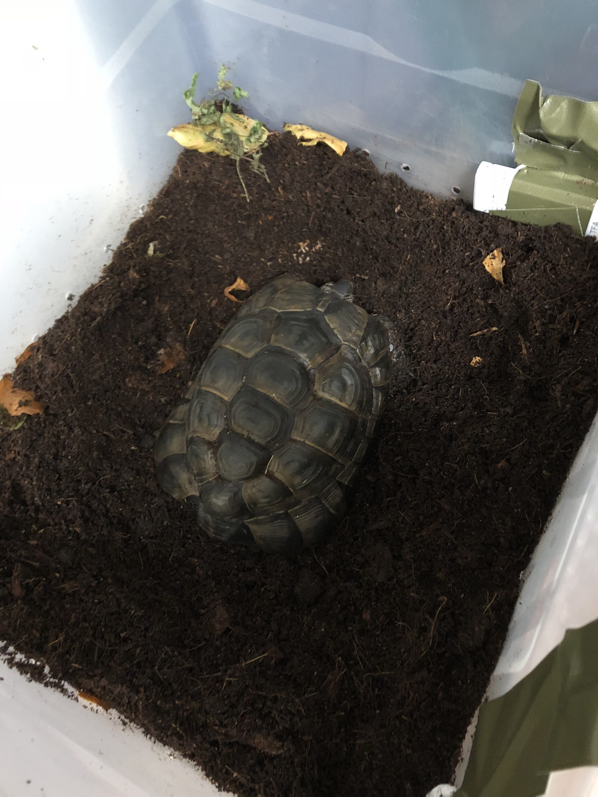 Schildkröte in Starrebox
