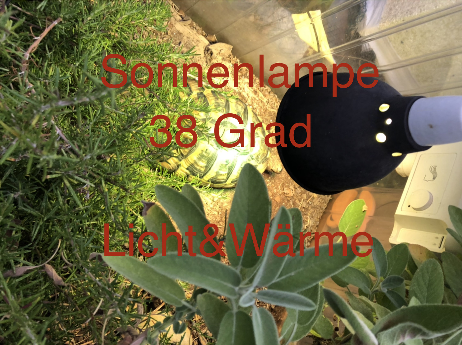 Sonnenlampe
